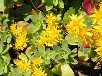 Sedum Compressum (fam. Crassulacees) (2) (Photo F. Mrugala)